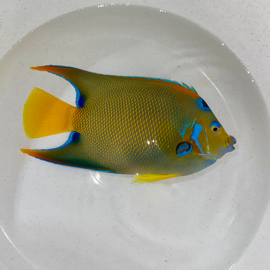 Queen angel 7.5-8” (Holacanthus ciliaris)