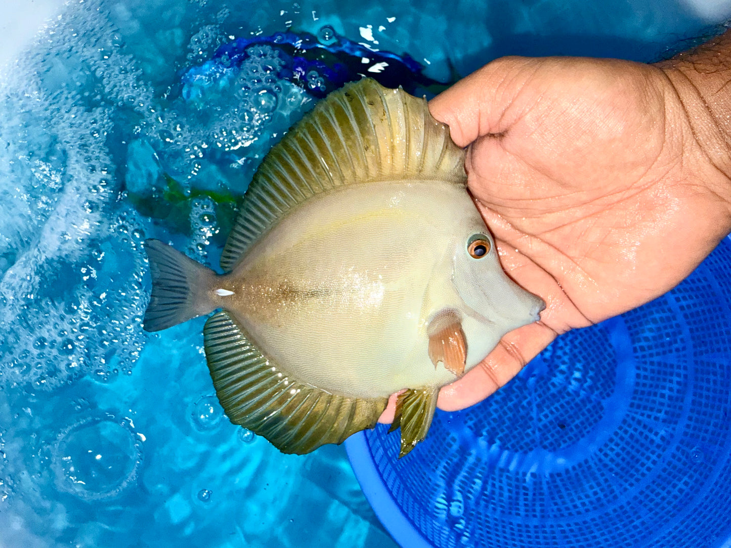 Scopas Tang 6-7” (Zebrasoma scopas)