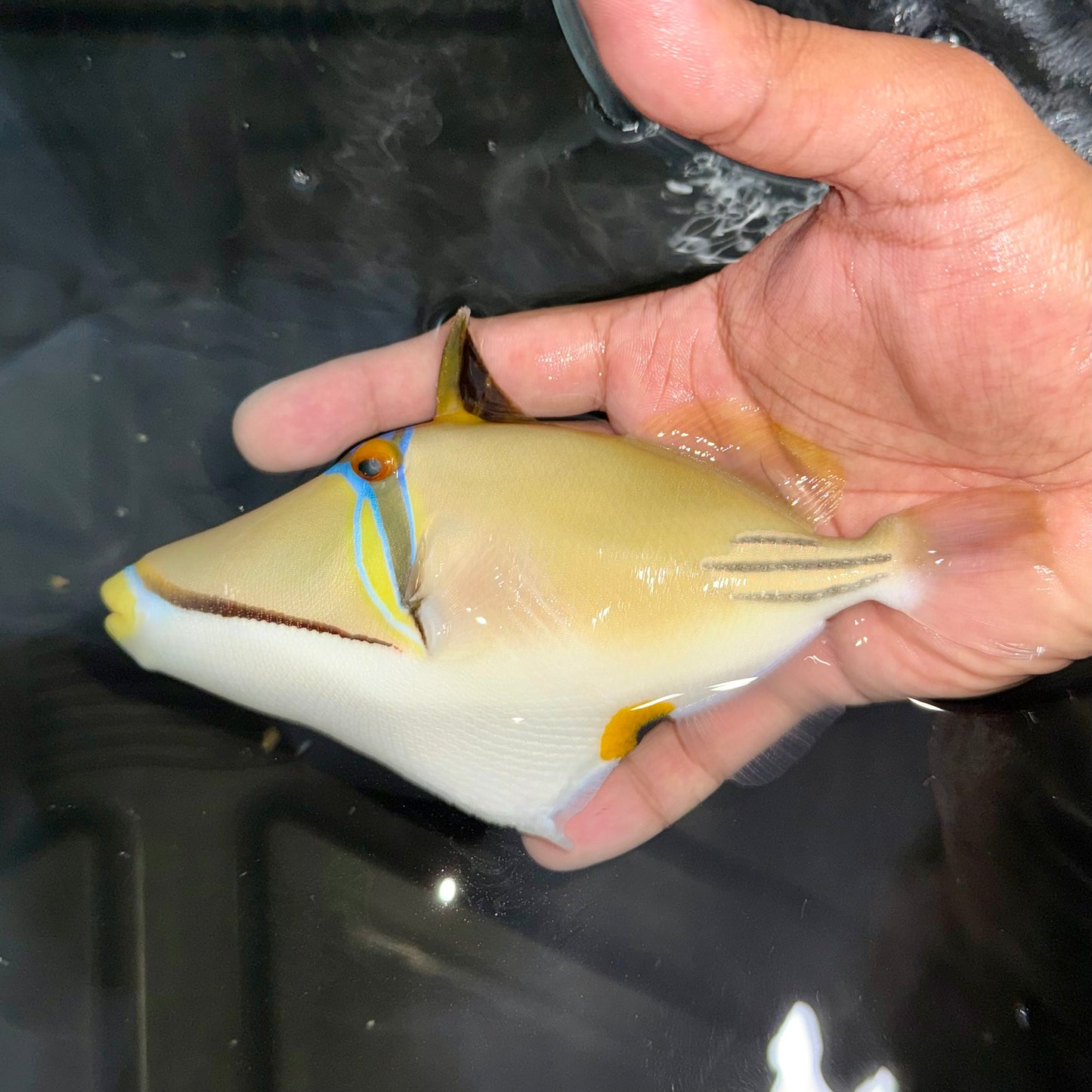 Assasi Triggerfish Red Sea 5-6”
(Rhinecanthus assasi)