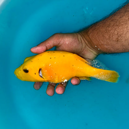 Golden Puffer 8” Christmas Island (Arothron meleagris)