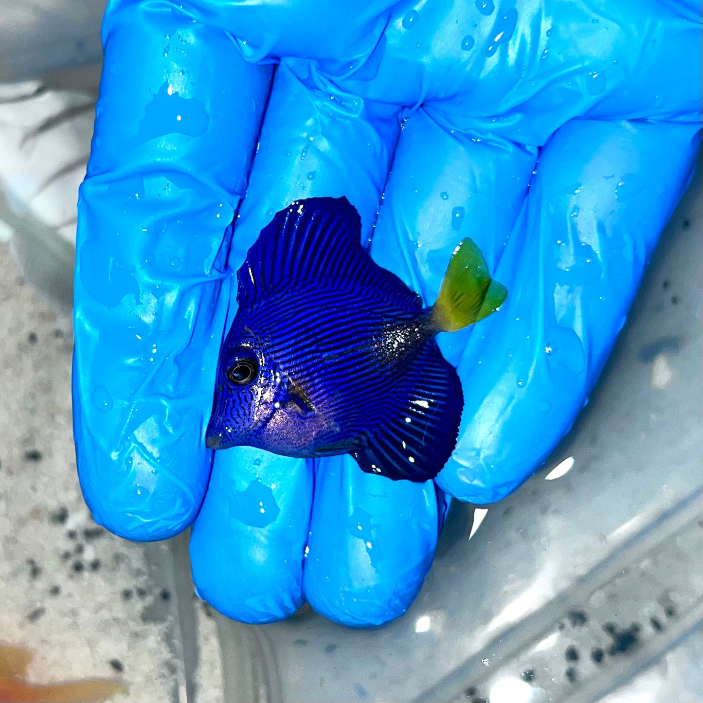 Purple tang 1-1.5” (Zebrasoma xanthurum)