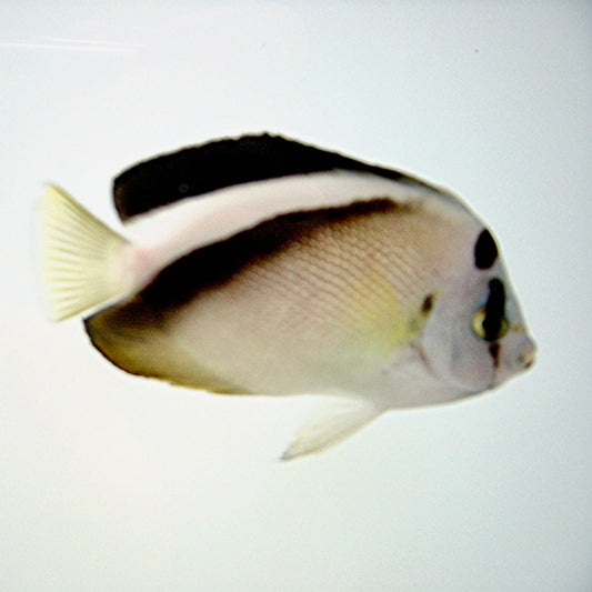 Griffis Angelfish 5-6”
(Apolemichthys griffisi)