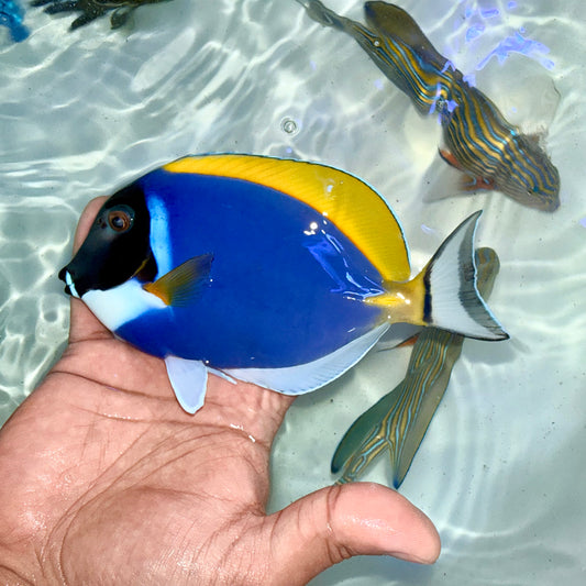 Powder blue tang 6.5” (Acanthurus leucosternon)