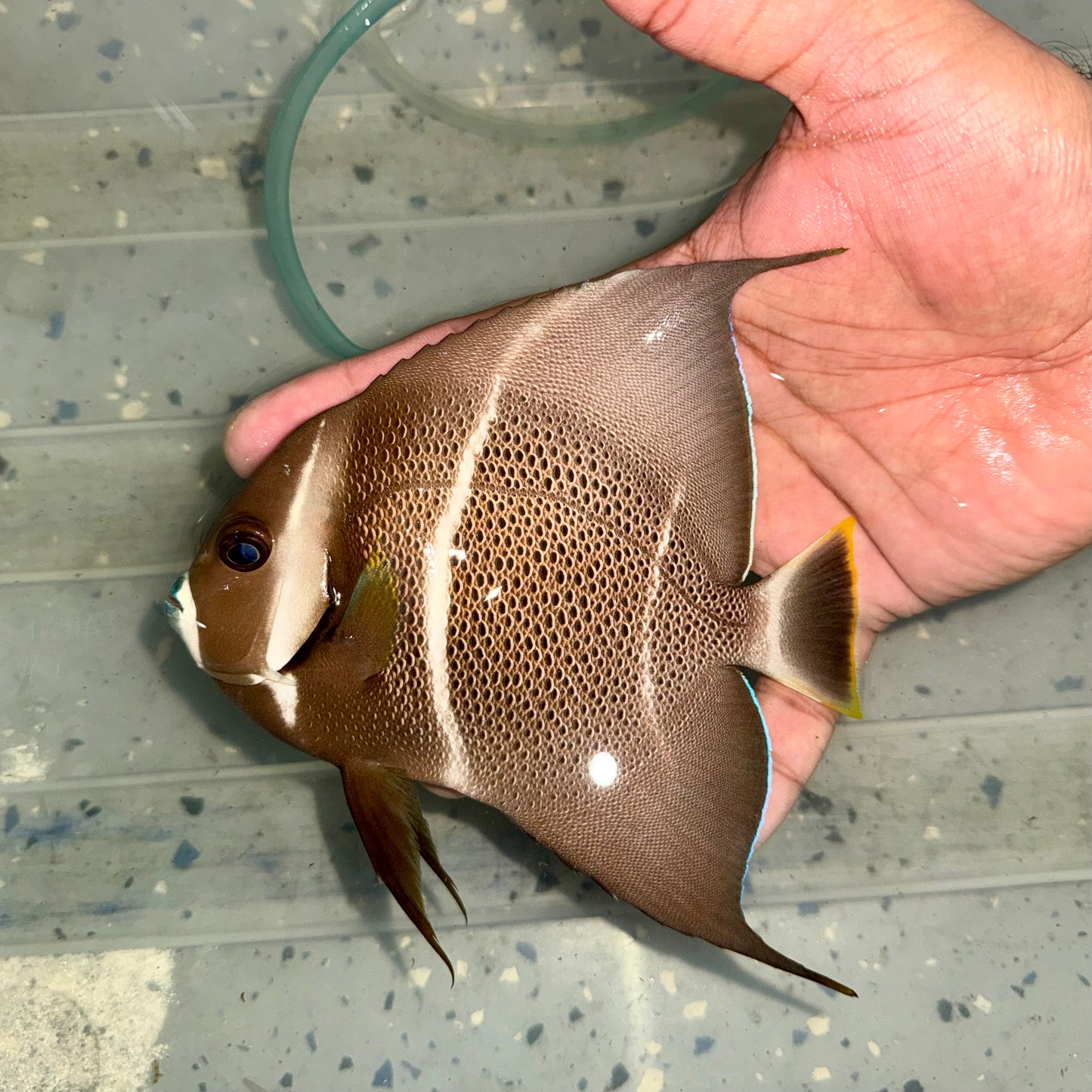 Gray Angelfish 5.5-6”
(Pomacanthus arcuatus)