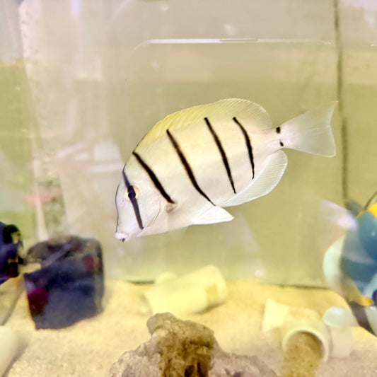 Convict Tang 4” 
(Acanthurus triostegus)