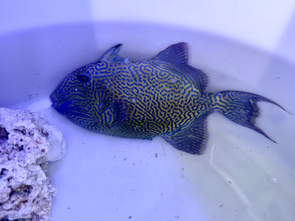 Bluelined Triggerfish 11-12” (Pseudobalistes fuscus)
