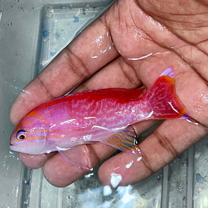 Bimaculatus Anthias male 3.5-4”
(Pseudanthias bimaculatus)