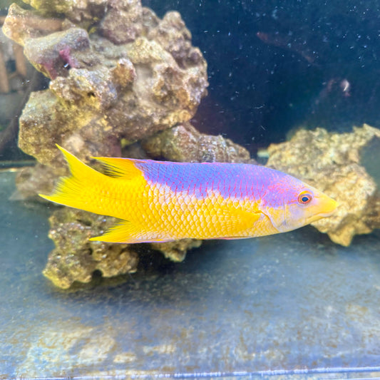 Spanish Hogfish 7” 
(Bodianus rufus)