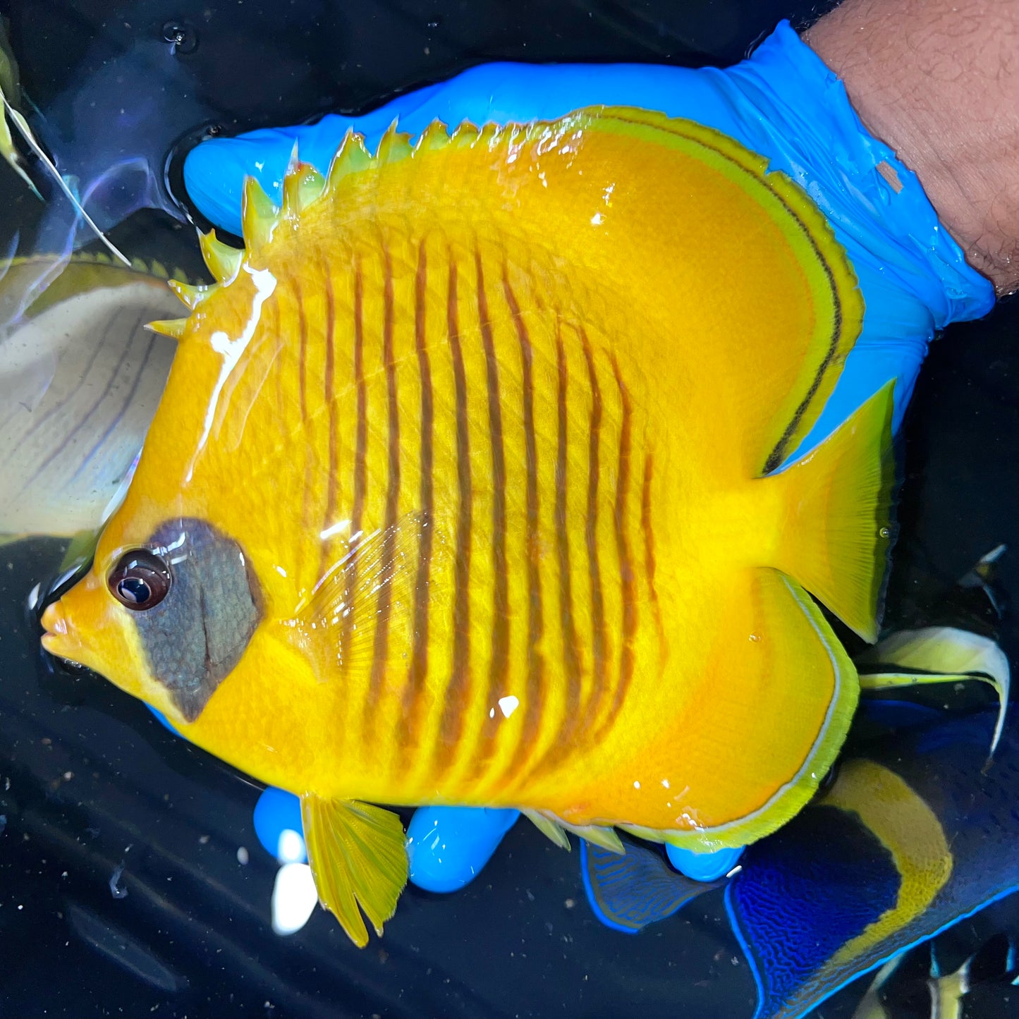 Golden Semilarvatus Butterflyfish 6.5-7”
(Chaetodon semilarvatus)