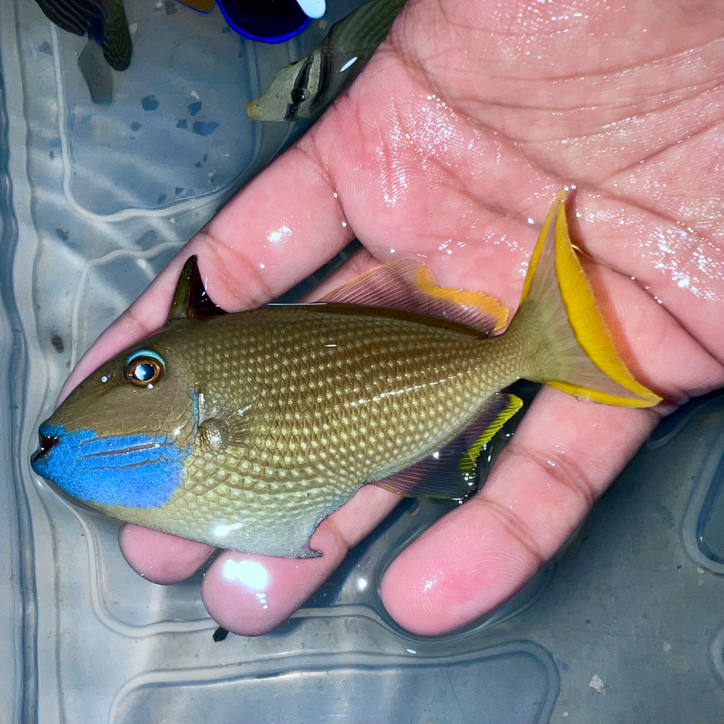 Blue Throat Triggerfish Male 3.5-4” (Xanthichthys auromarginatus)