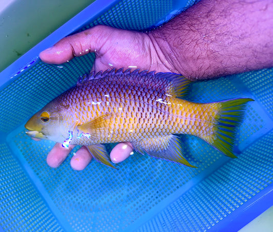 Spanish Hogfish 8-9” 
(Bodianus rufus)