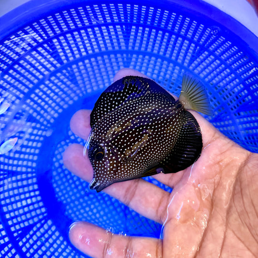 Gem Tang 3-4" (Zebrasoma gemmatum)