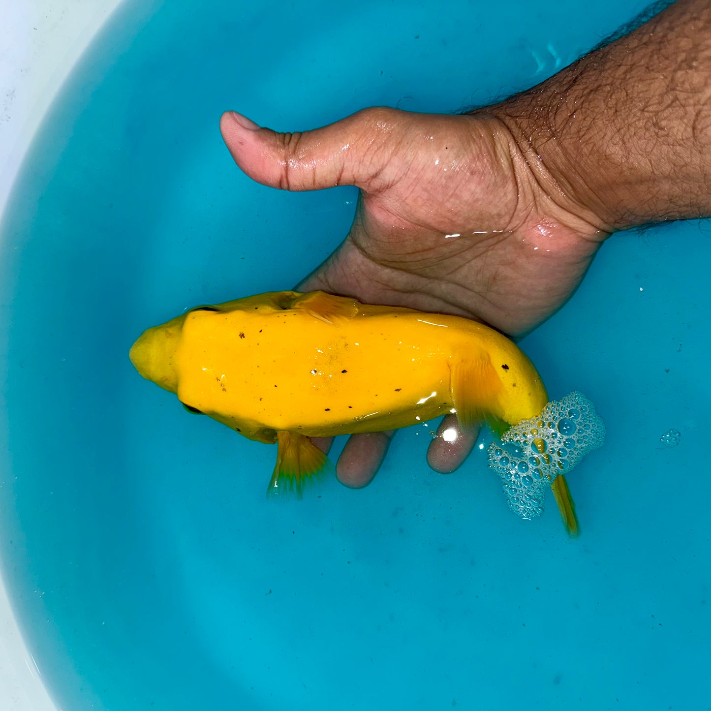 Golden Puffer 8” Christmas Island (Arothron meleagris)