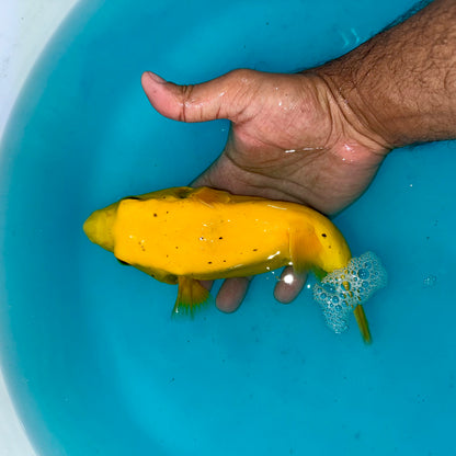 Golden Puffer 8” Christmas Island (Arothron meleagris)