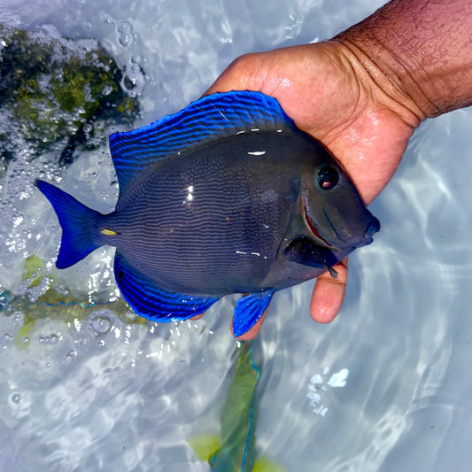 Caribbean/Atlantic blue tang 8.5-9” (Acanthurus Coeruleus)