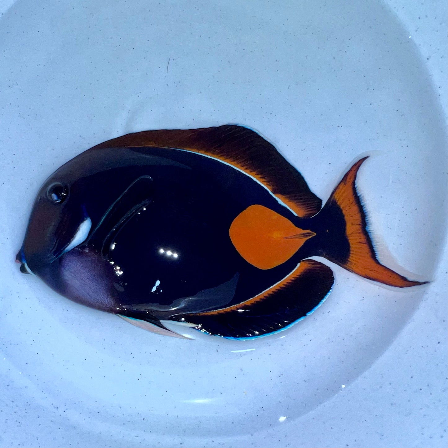 Achilles tang 9-9.5” (Acanthurus achilles)