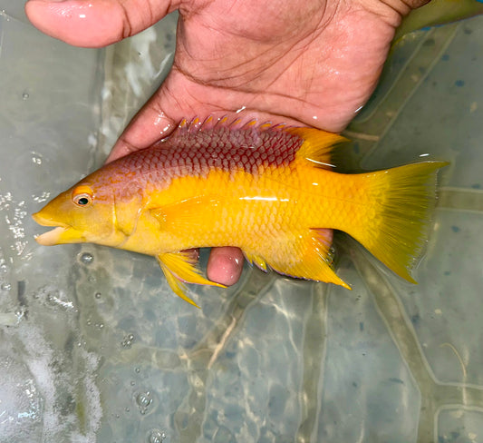 Spanish Hogfish 7” 
(Bodianus rufus)
