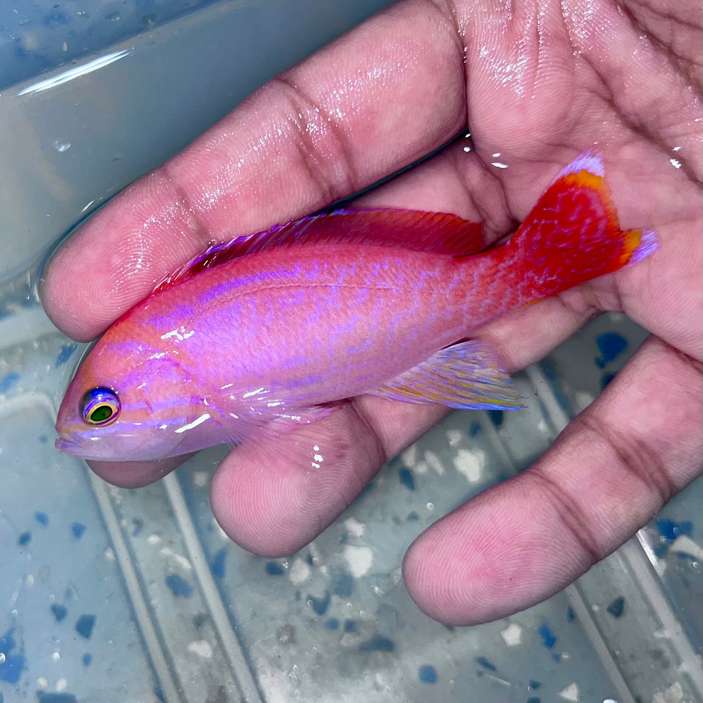 Bimaculatus Anthias male 3.5-4”
(Pseudanthias bimaculatus)