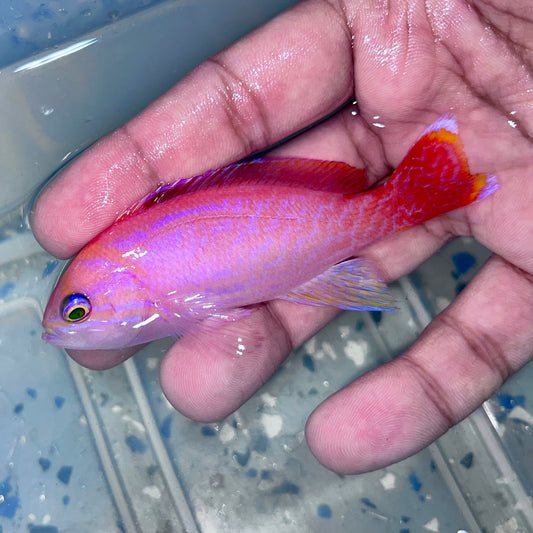 Bimaculatus Anthias male 3.5-4”
(Pseudanthias bimaculatus)