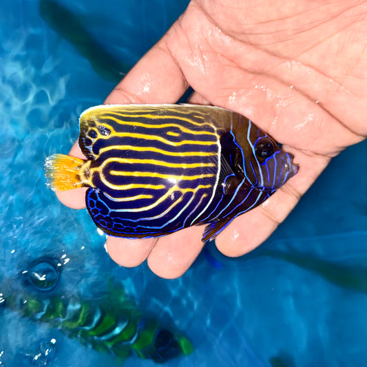 Emperor Angelfish Subadult 3.5" (Pomacanthus imperator)