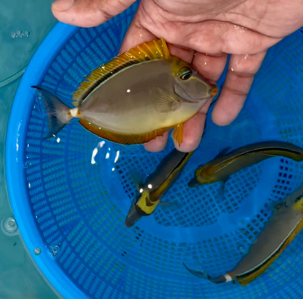 Blonde naso tang 4.5-5” (Naso elegans)