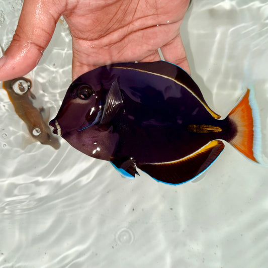Achilles tang hybrid 6” (Acanthurus achilles x Acanthurus nigricans)