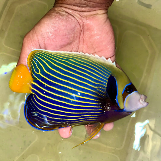 Christmas Island Orange tail Emperor Angelfish 7” (Pomacanthus imperator)