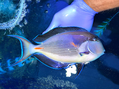 Sohal tang 11-12” (Acanthurus sohal)