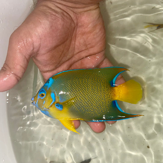 Queen angel 5.5-6” (Holacanthus ciliaris)