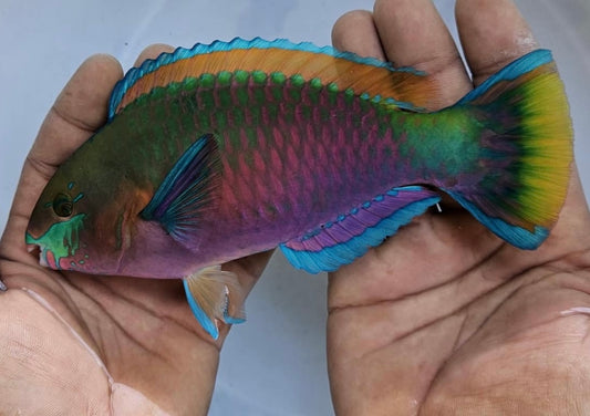 Quoyi Parrotfish 7-8” (Scarus quoyi)