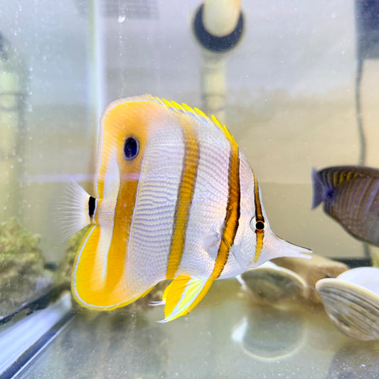 Copperband Butterflyfish 3.5-4” (Chelmon rostratus)
