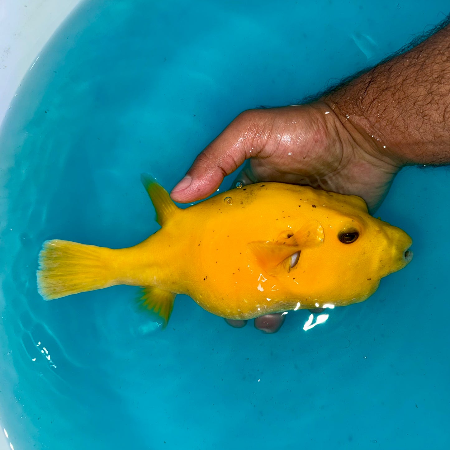 Golden Puffer 8” Christmas Island (Arothron meleagris)