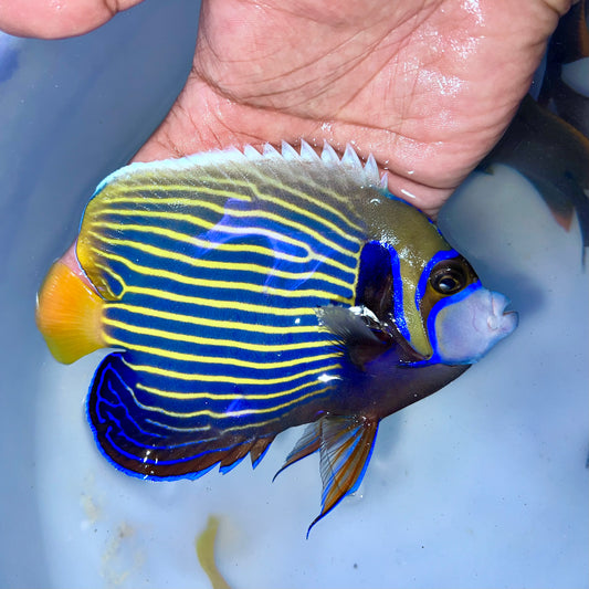 Orange tail emperor angel 5-6” (Pomacanthus imperator)