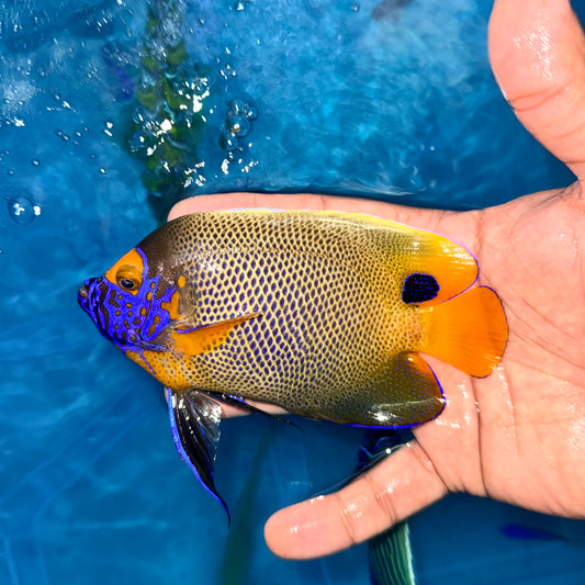 Blueface Angelfish 5-6" (Pomacanthus xanthometopon)