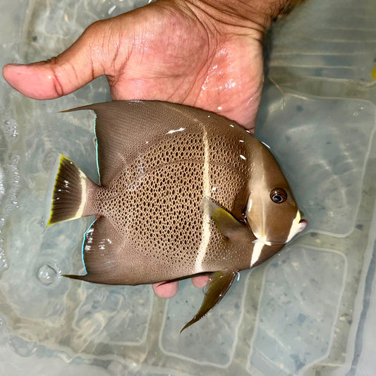 Gray (Black) Angelfish 6-7”
(Pomacanthus arcuatus)