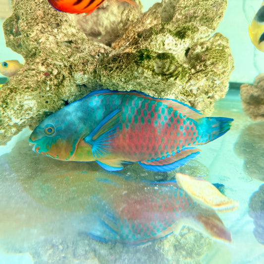Quoyi Parrotfish male 5-6” (Scarus quoyi)