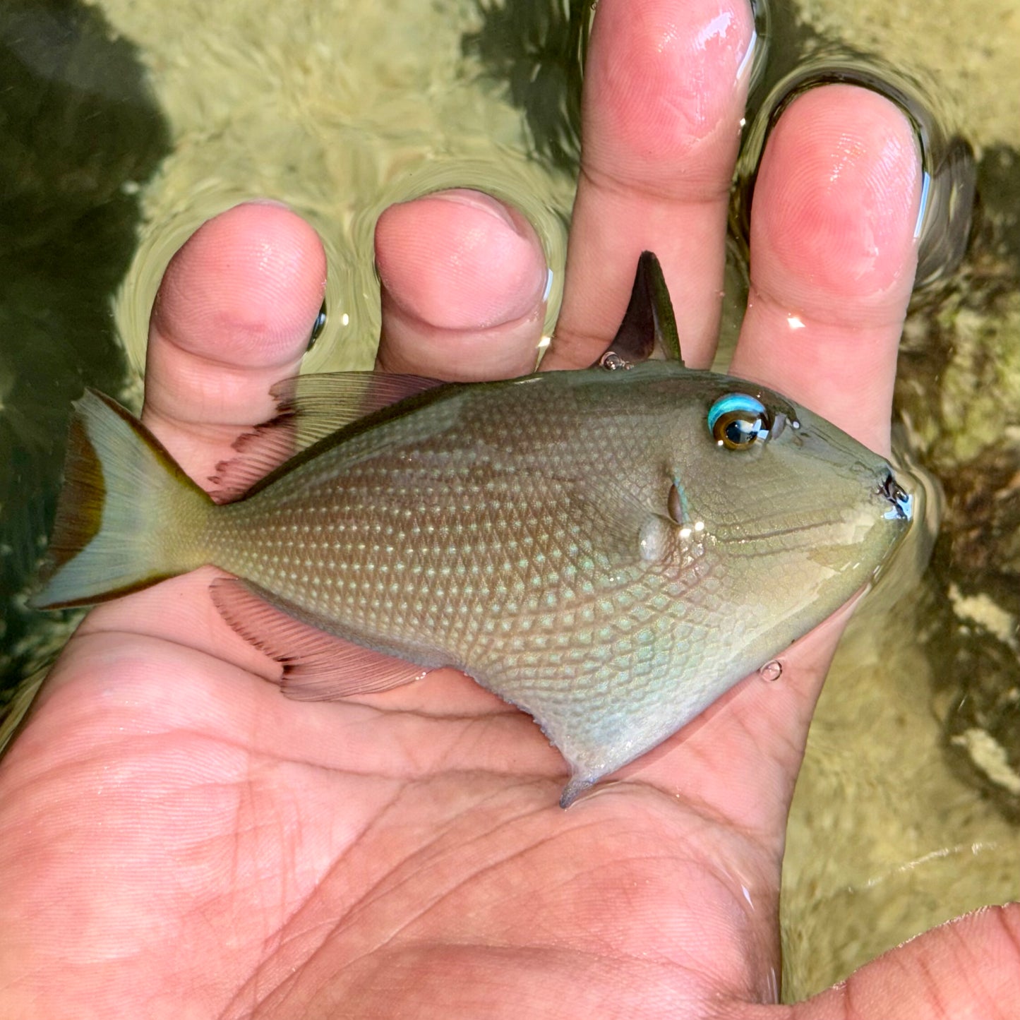 Blue Throat Triggerfish 3.5” Female
(Xanthichthys auromarginatus)