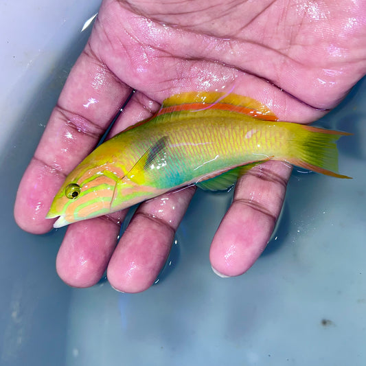 Banana wrasse male 4-4.5" (Thalassoma lutescens)