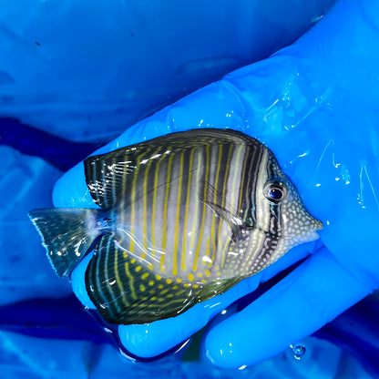 Desjardini tang 4.5-6” (Zebrasoma desjardini)
