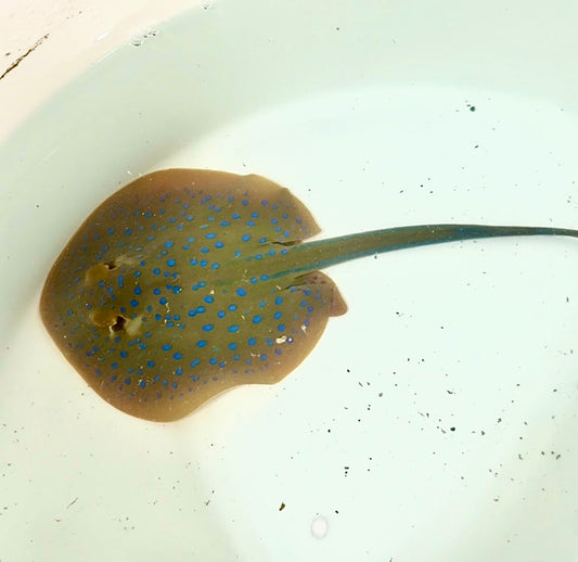 Blue Dot Stingray 7” diameter 
(Taeniura lymma)