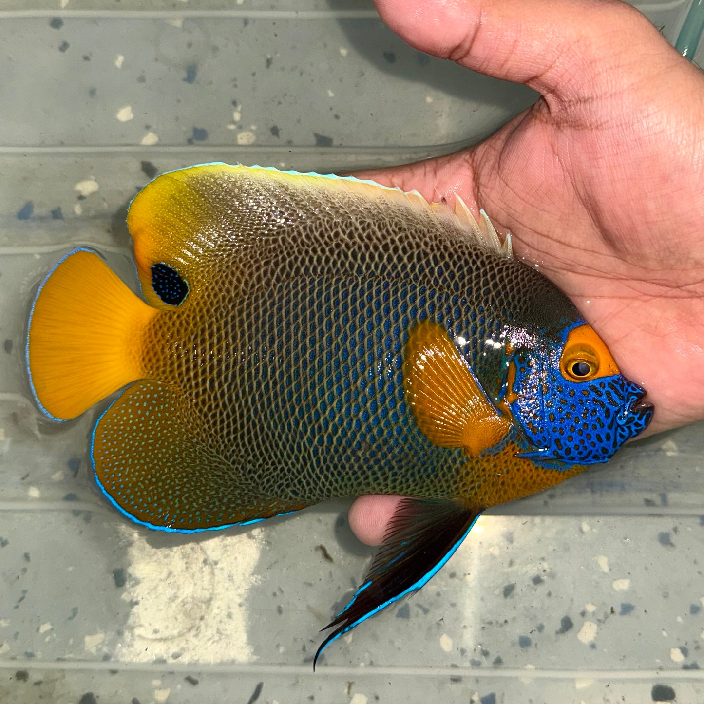 Blueface Angelfish 7" (Pomacanthus xanthometopon)