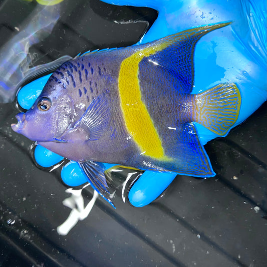 Maculosus angel 5.5-6.5” - Red Sea (Pomacanthus maculosus)