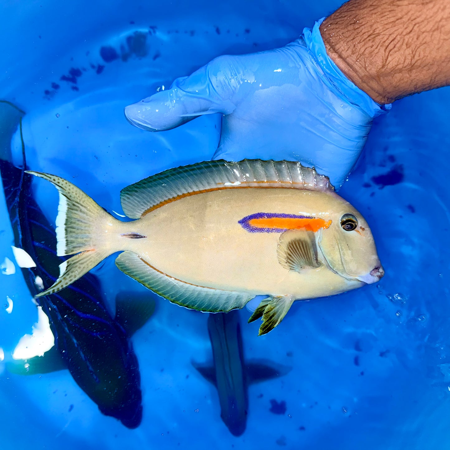 Orange shoulder tang 9” (Acanthurus olivaceus)