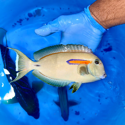 Orange shoulder tang 9” (Acanthurus olivaceus)