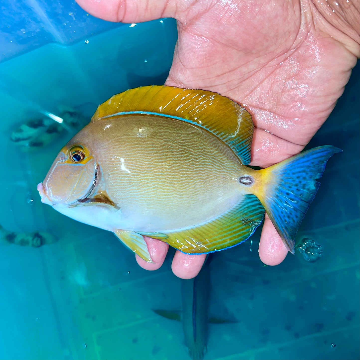 Dussumeri Tang 5-6” Kenya (Acanthurus dussumieri)