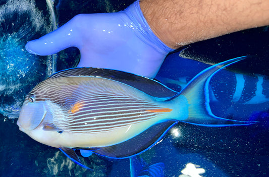 Sohal tang 11-12” (Acanthurus sohal)