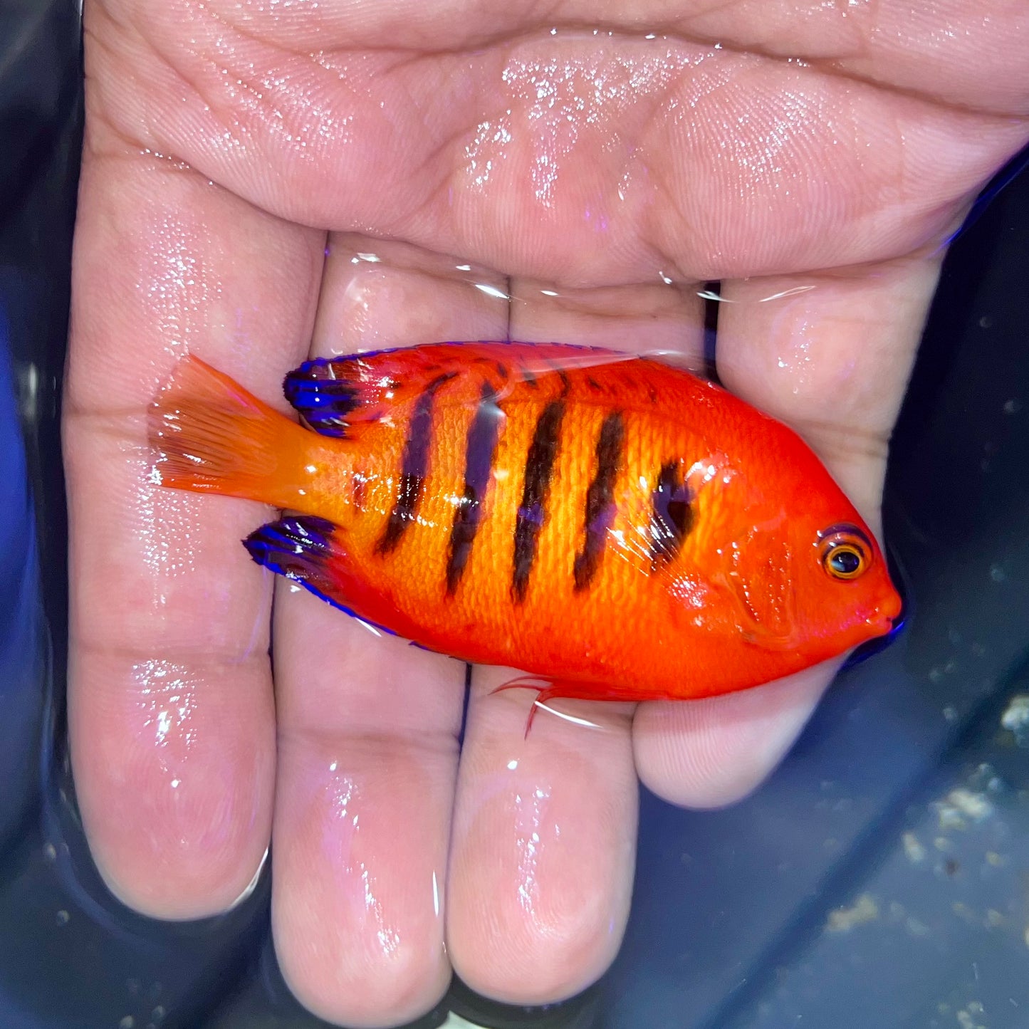 Flame Angel 2.5-3” Christmas Island (Centropyge loricula)