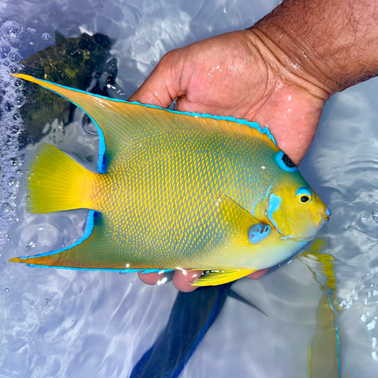 Queen angel 7.5-8” (Holacanthus ciliaris)