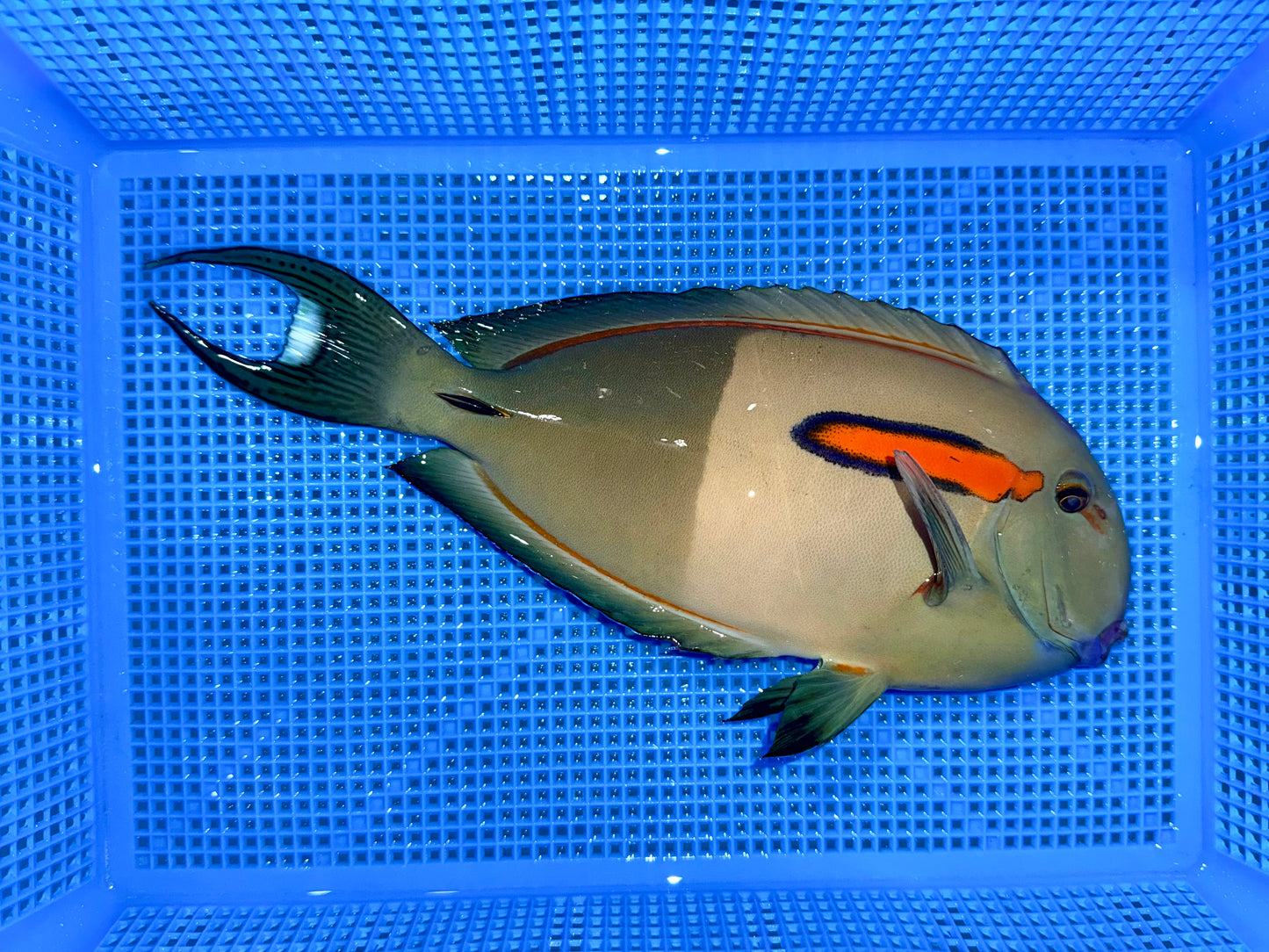 Orange shoulder tang 9” (Acanthurus olivaceus)