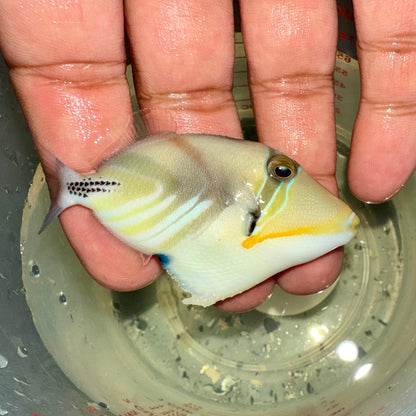 Picasso triggerfish 2” (Rhinecanthus aculeatus)